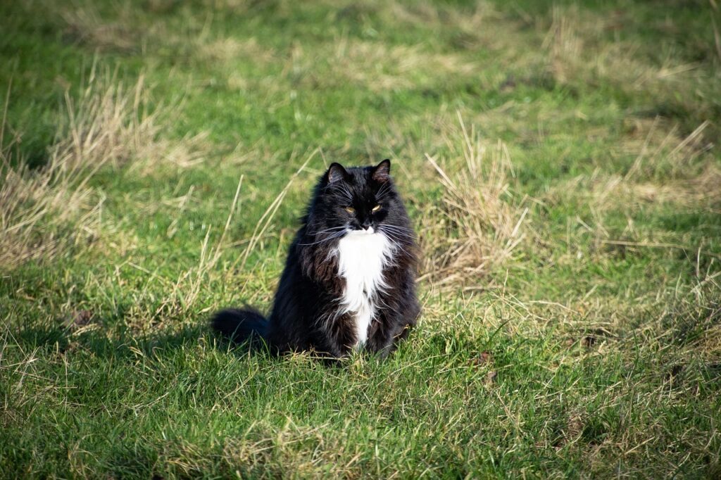 Norwegian Forest Cat in nature