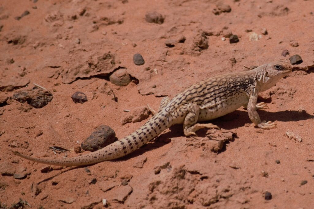 Desert iguana