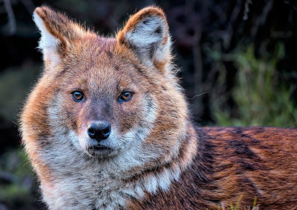 dhole