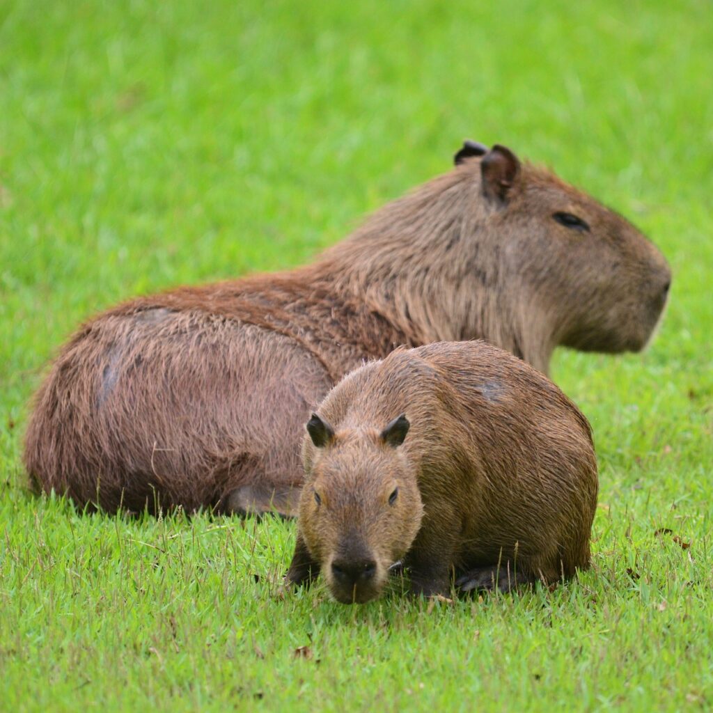 A Pair of Capybaras