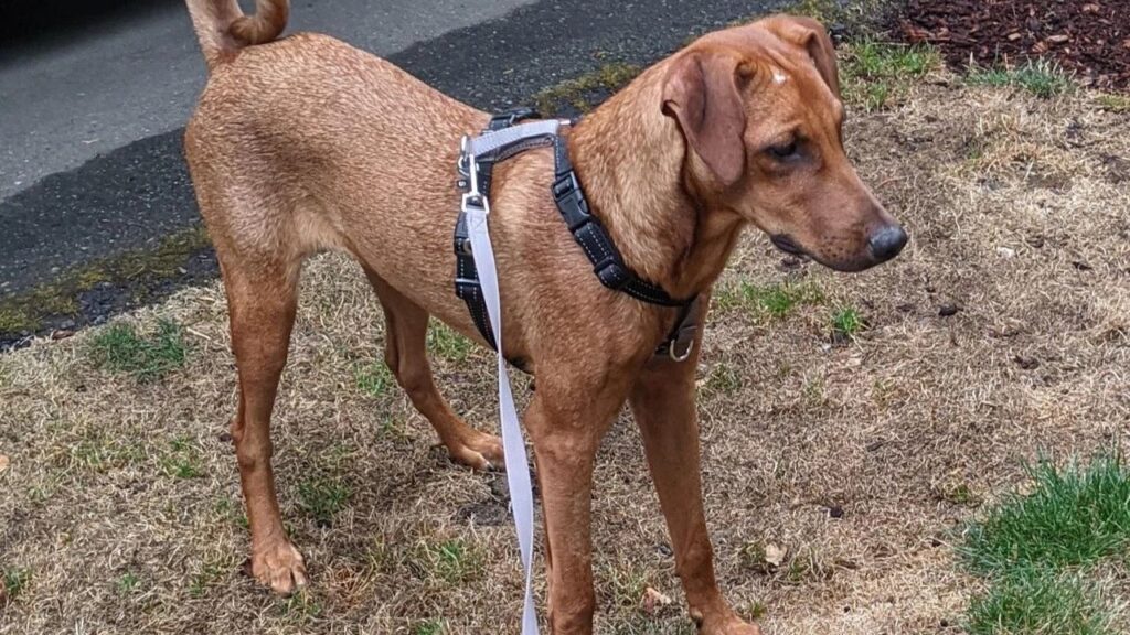 Doberhound
