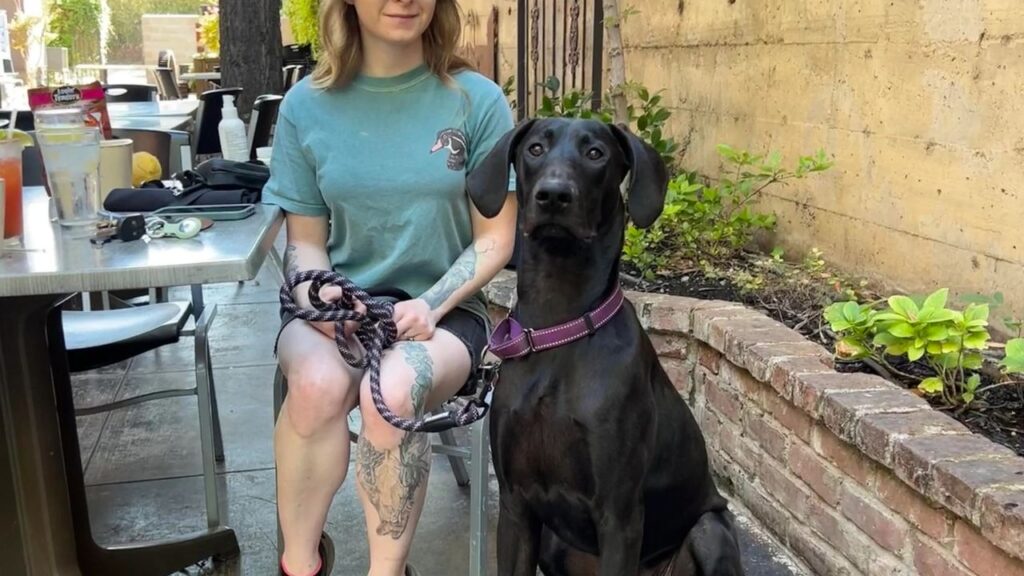 Doberman