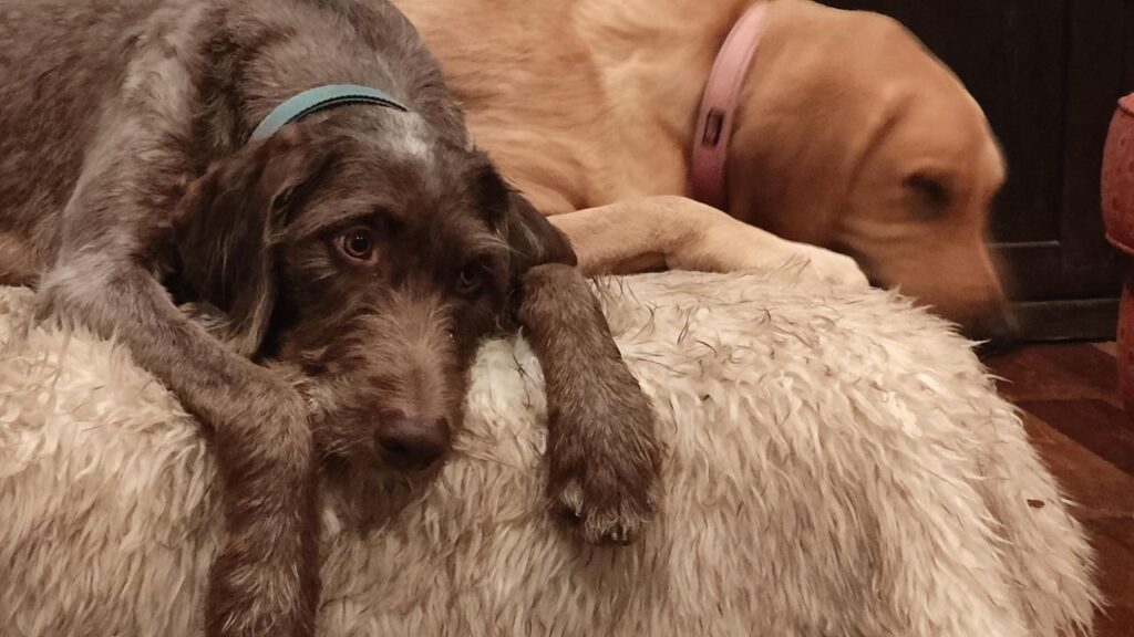 doberdoodle