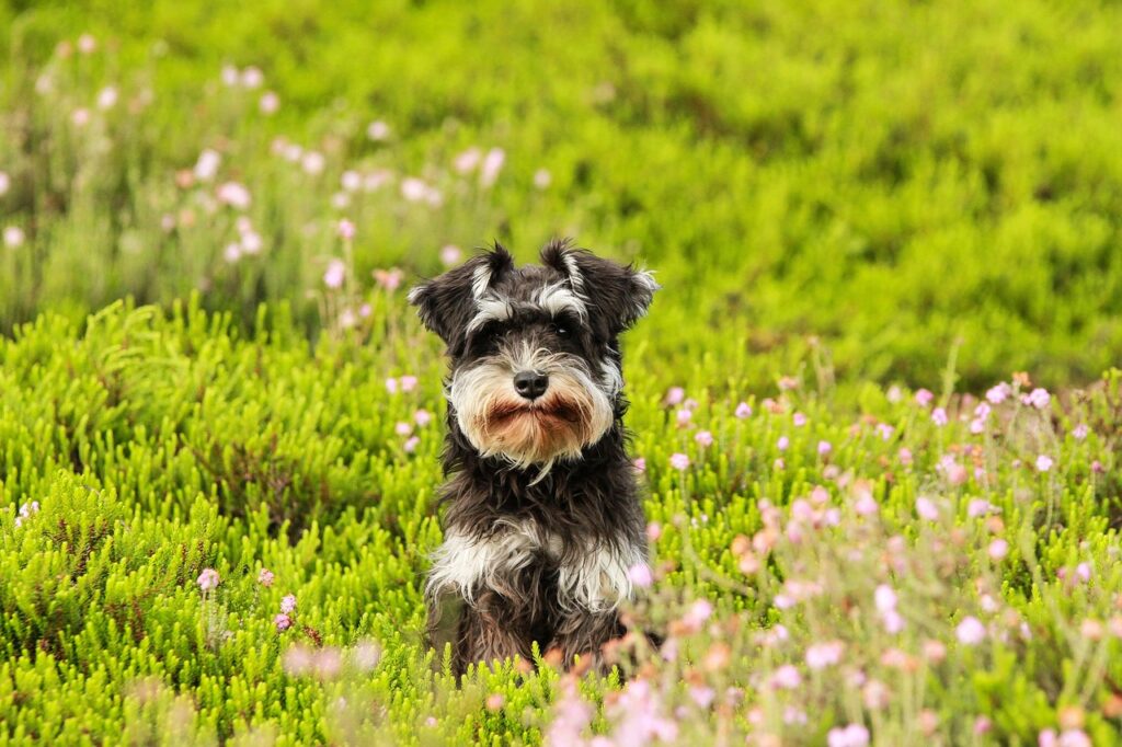 schnauzer