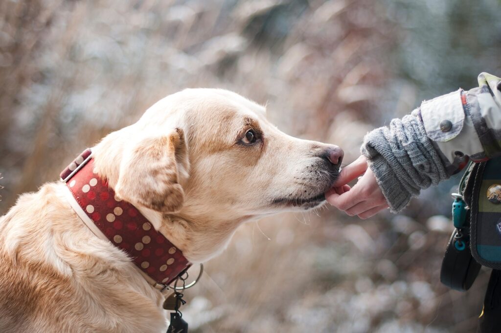 Dog being treated by owner