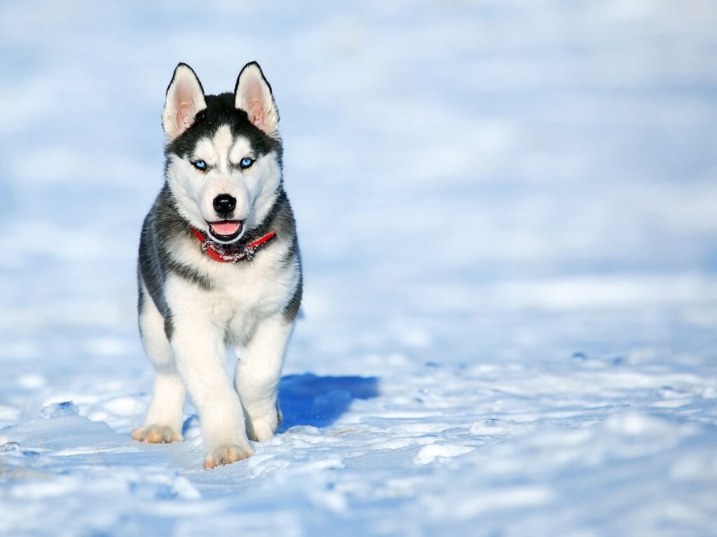 Siberian husky
