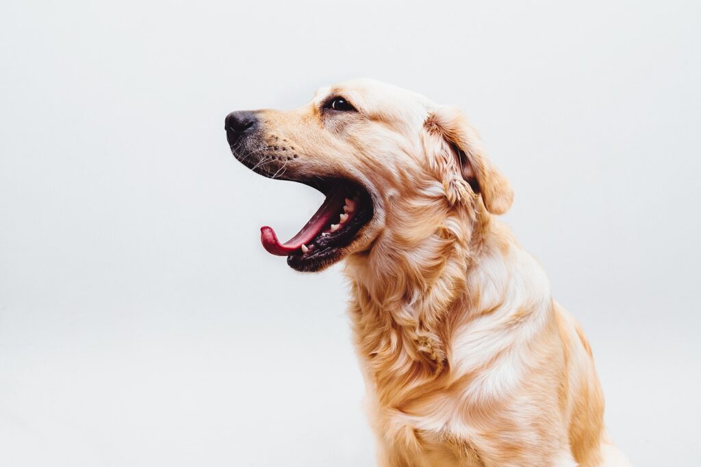 dog-pet-golden-retriever-yawn