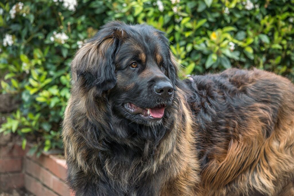 Leonberger dog with a thick black and brown coat, standing in a garden.