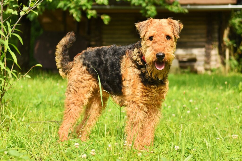 Airedale Terrier standing on green grass with a happy expression