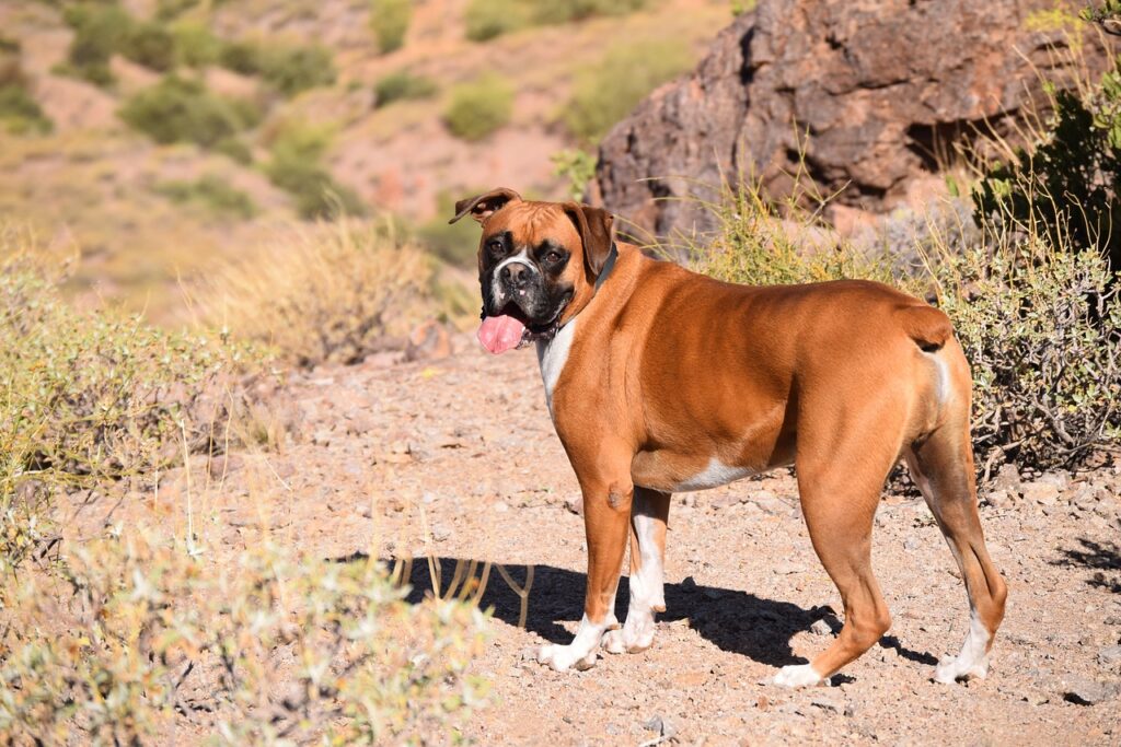 boxer dog