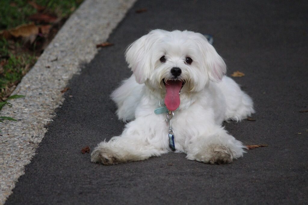 maltese dog