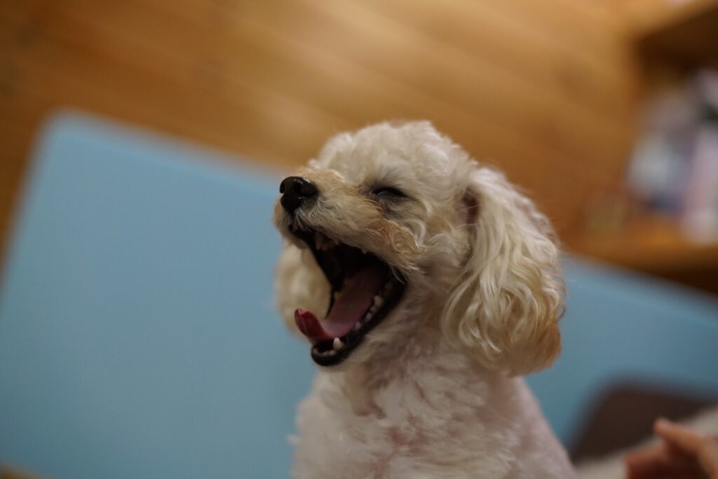 toy poodle
