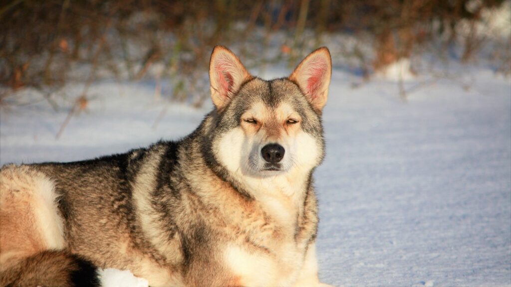 Tamaskan