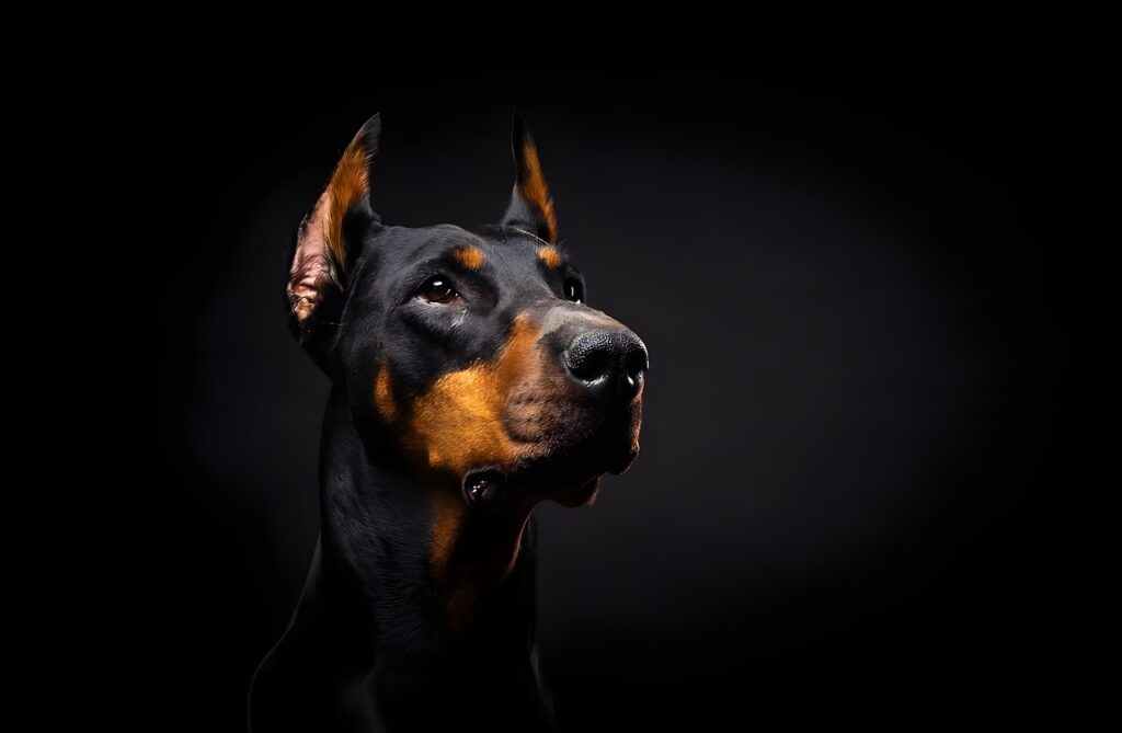 doberman 
