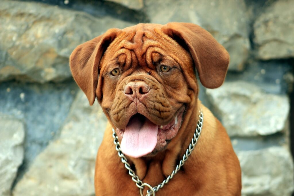 Brown Dogue de Bordeaux with tongue out.