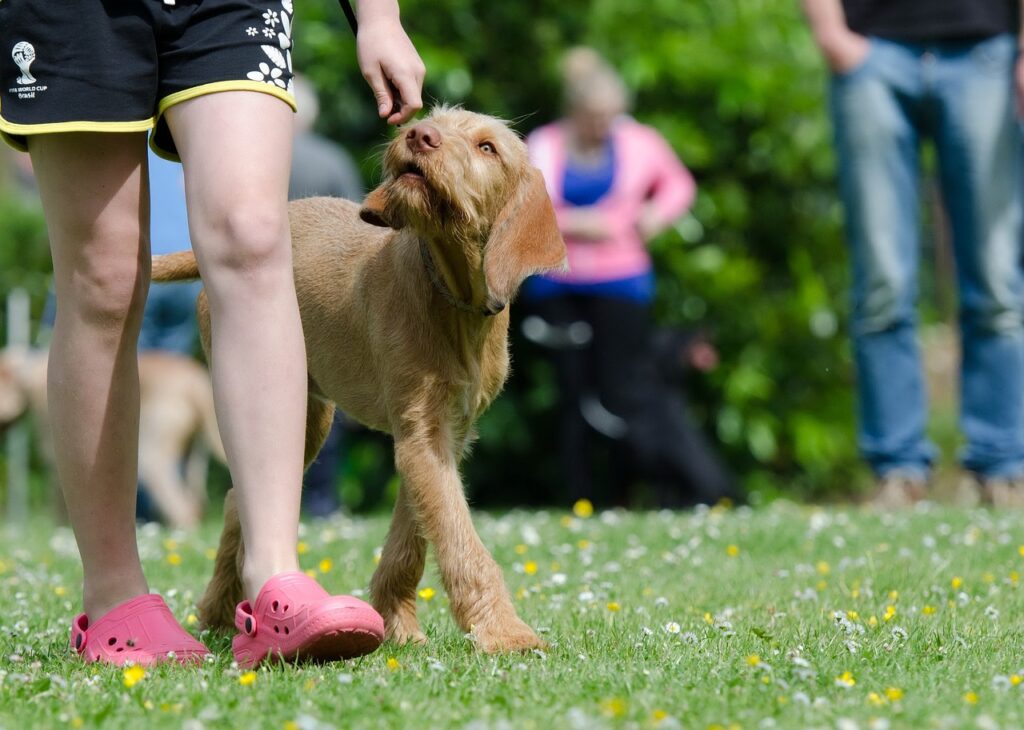 Dog training