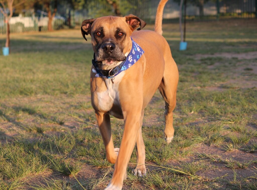 Bullmastiff dog wearing a blue patterned bandana, walking on grass