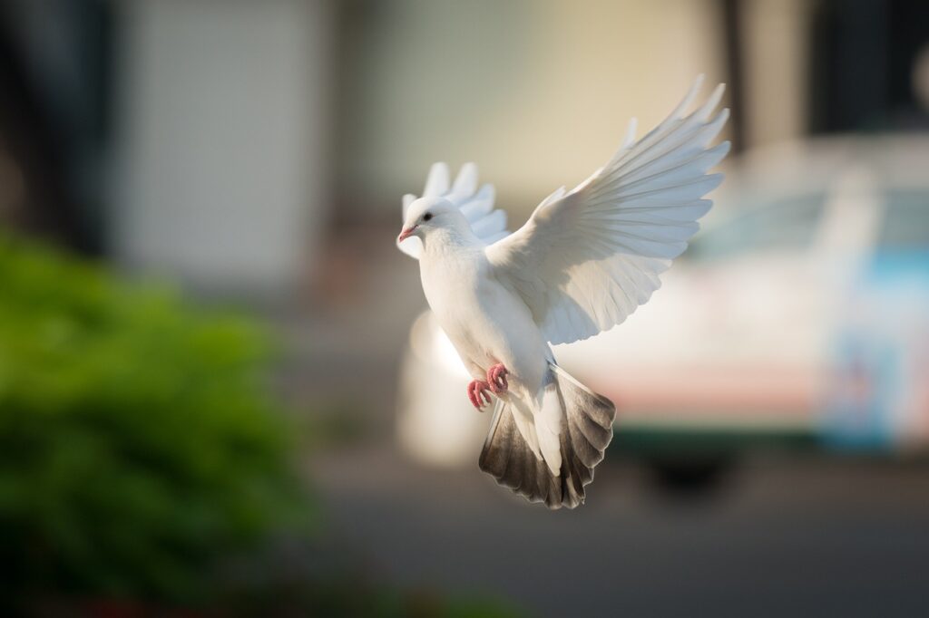 dove