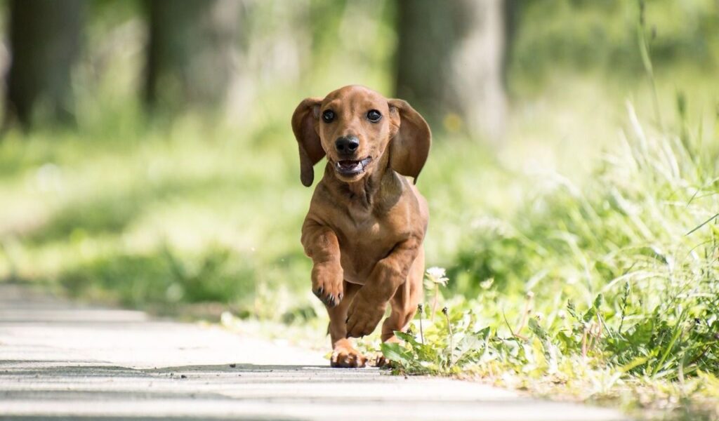 Dachshund running on a sunny path.