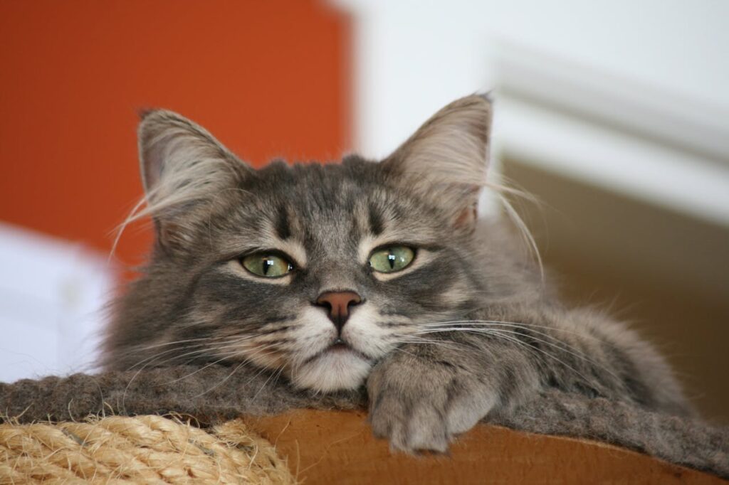 senior cat resting peacefully