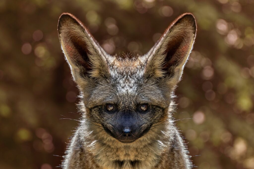 A Fennec Fox