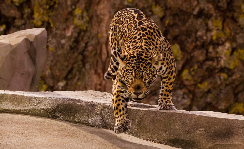 A Jaguar on the prowl
