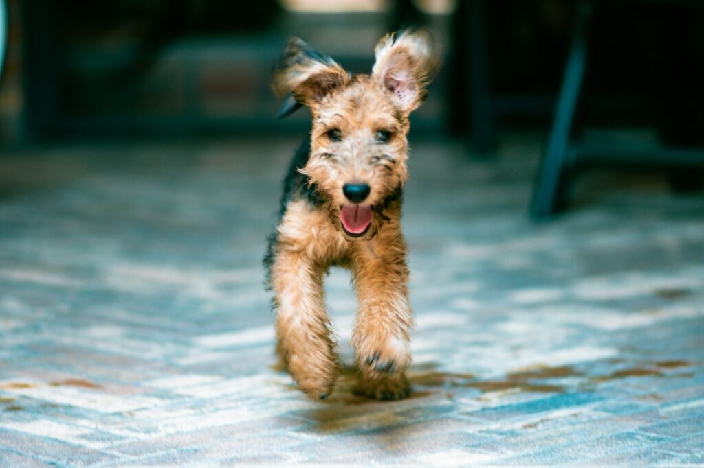 Energetic Airedale Terrier puppy running on a floor indoors