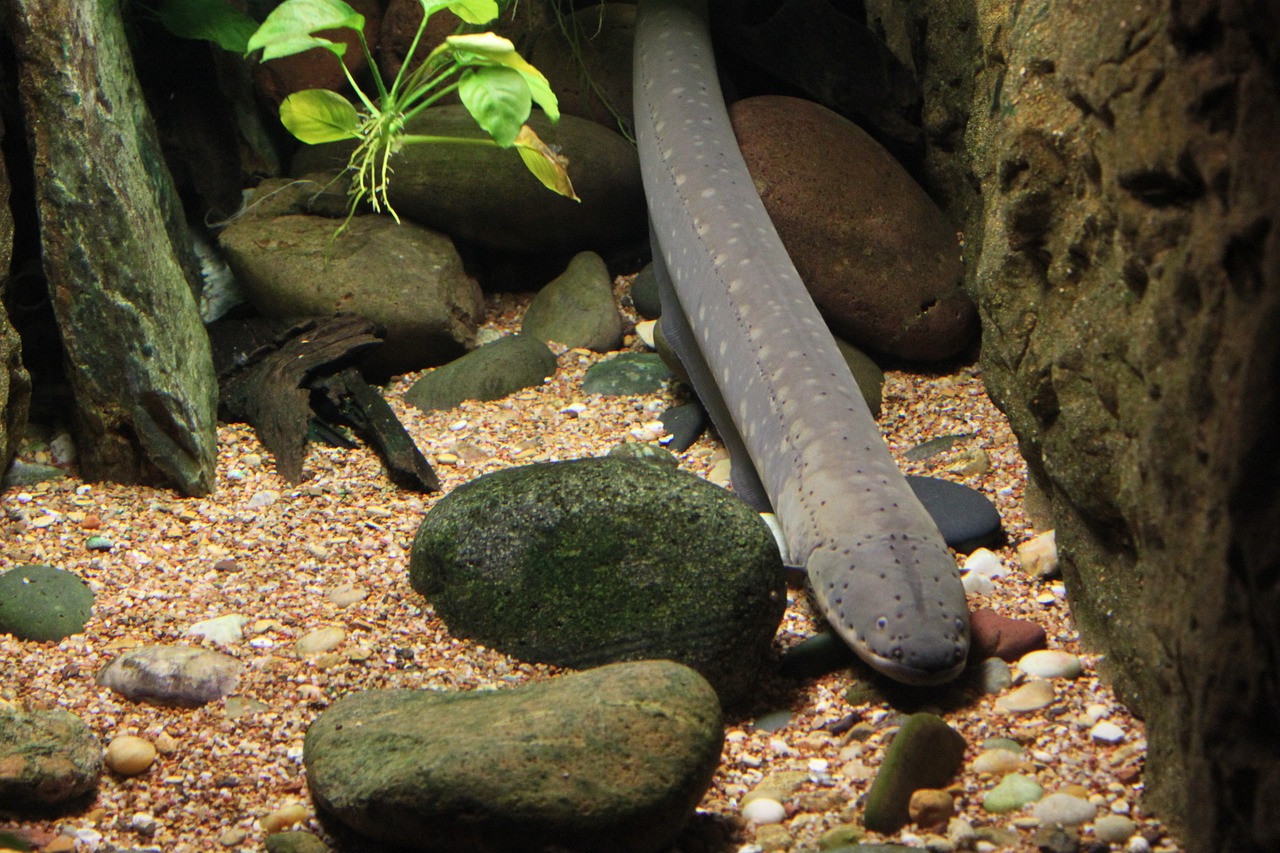 eel fish 