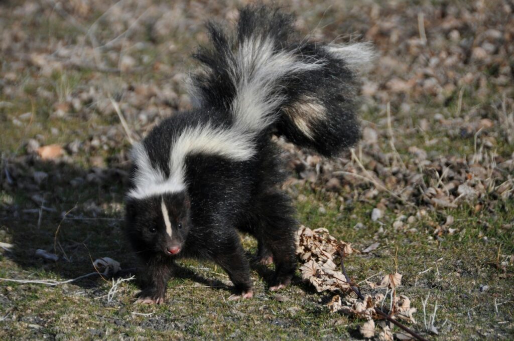 Skunk in nature with raised tail