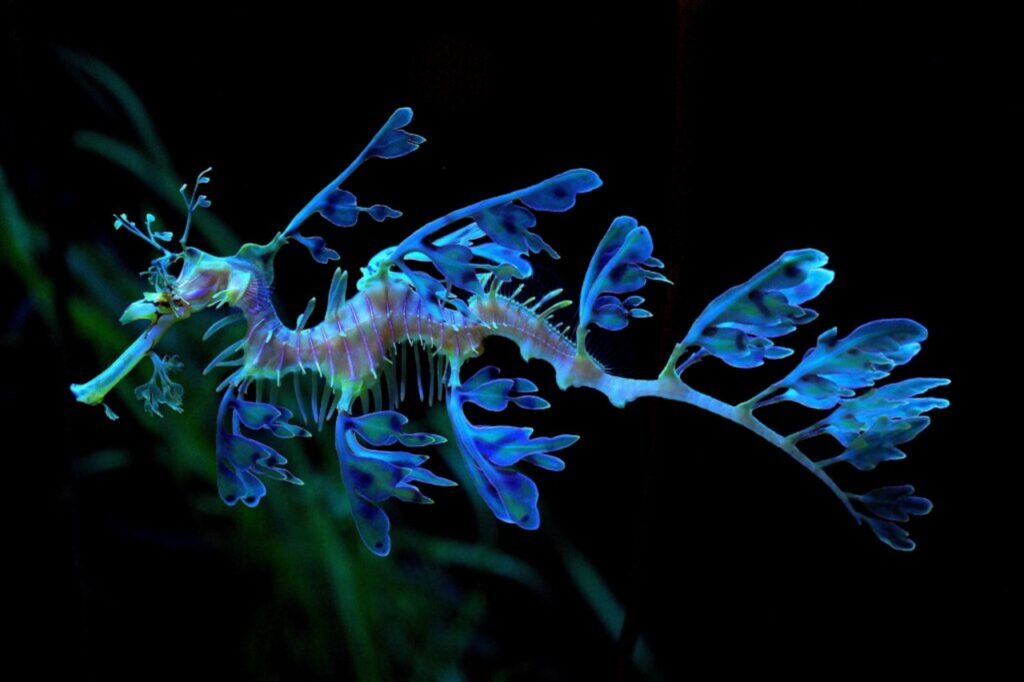 Leafy Sea Dragon