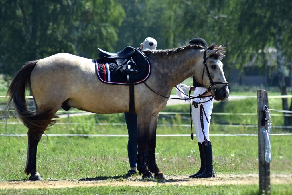 10 Essential Things To Prepare Your Horse For Long Distance Travel