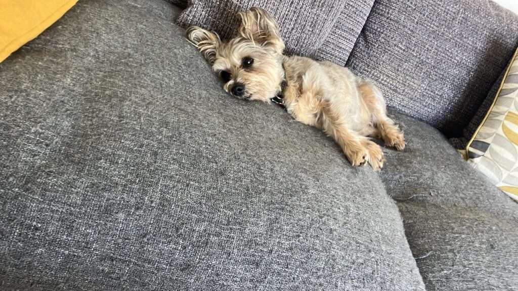 Dachshund and Mini Schnauzer Mix