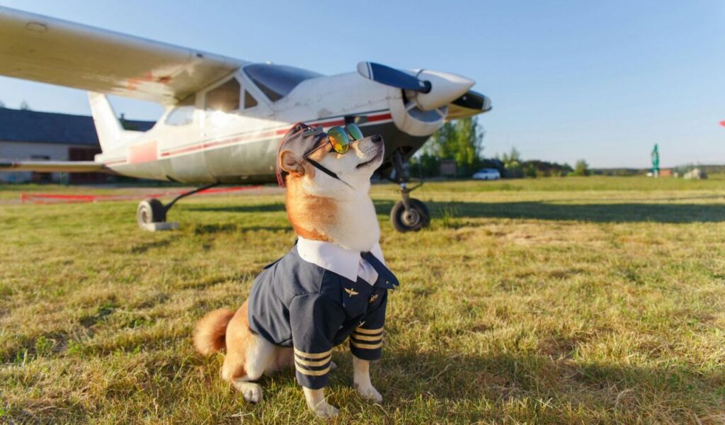 Dog dressed as a pilot standing next to an airplane.