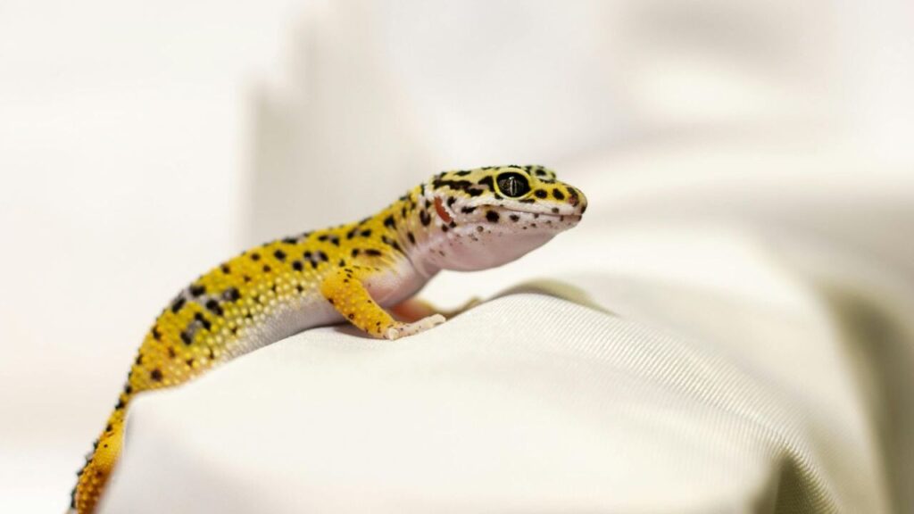 A vibrant yellow leopard gecko with black spots along its body and a pale white underside, resting on a soft, light-colored surface. The gecko has alert, curious eyes and a slightly textured skin pattern.