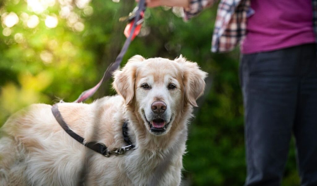 A happy golden retriever on a leash, looking directly at the camera with a soft expression, standing next to its owner in a lush green park.