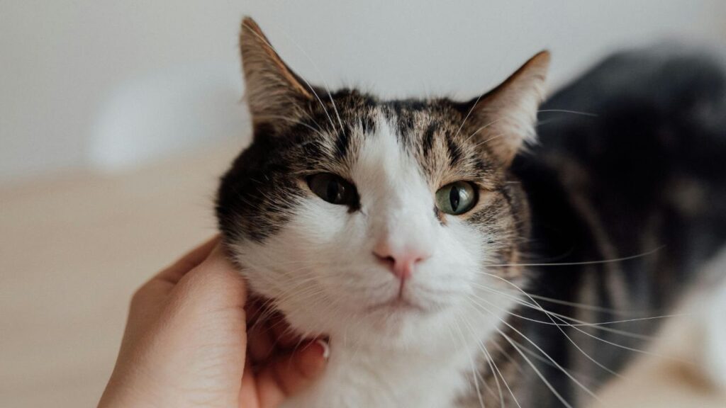 Close-up of a white and brown cat with green eyes, being gently stroked by its owner.