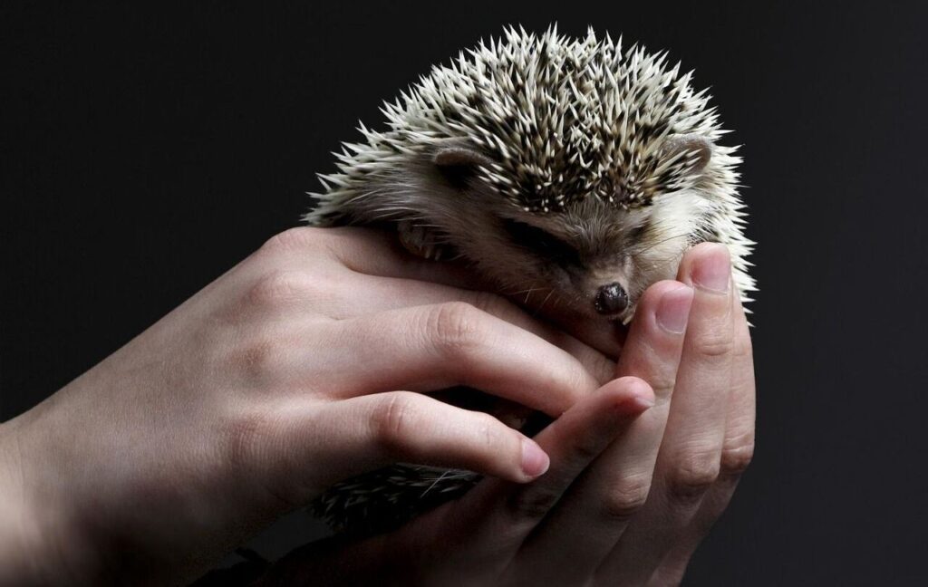 Hands gently holding a small hedgehog with white and brown spines against a dark background.