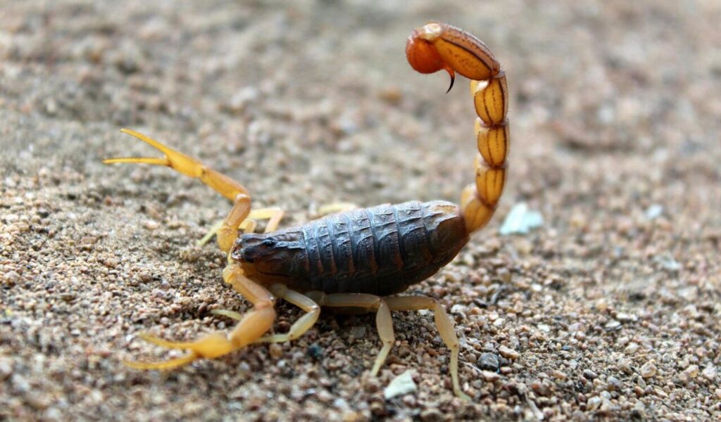Scorpion with a raised stinger standing on sandy ground.