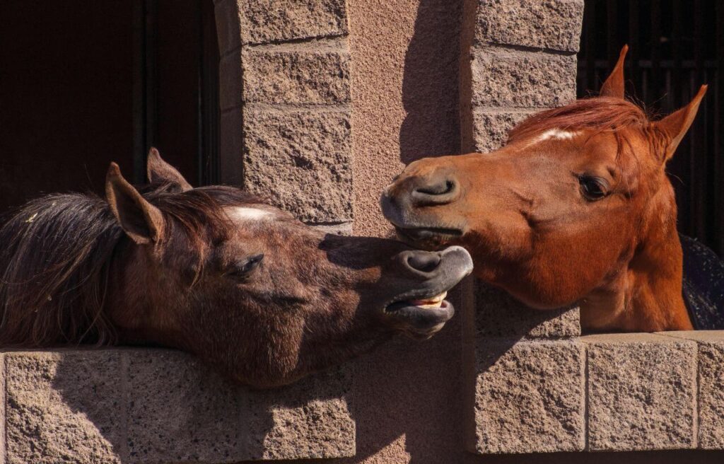 Two horses playfully nuzzling each other over a stable wall, captured in warm sunlight.