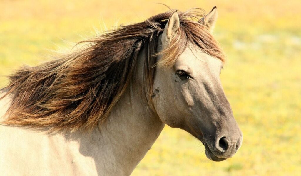 A close-up of a beige horse with a flowing dark mane, standing in a sunlit field of yellow flowers.