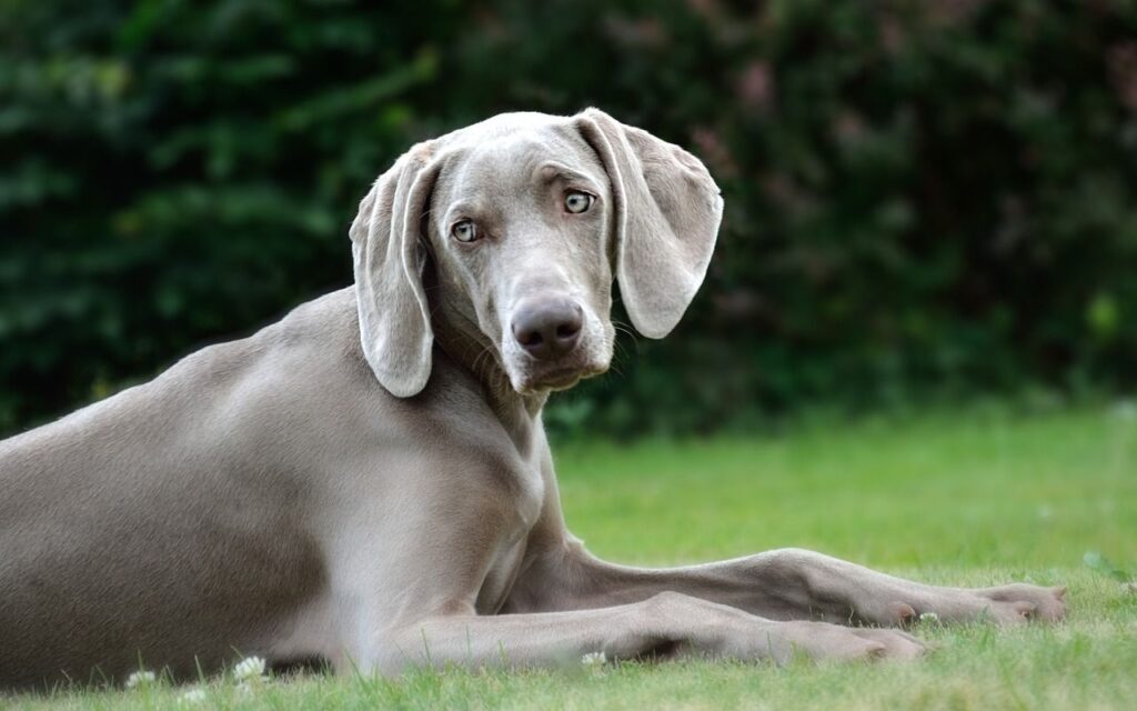 A sleek, silver-grey dog with floppy ears lies on the grass, gazing attentively with soft green foliage in the background.