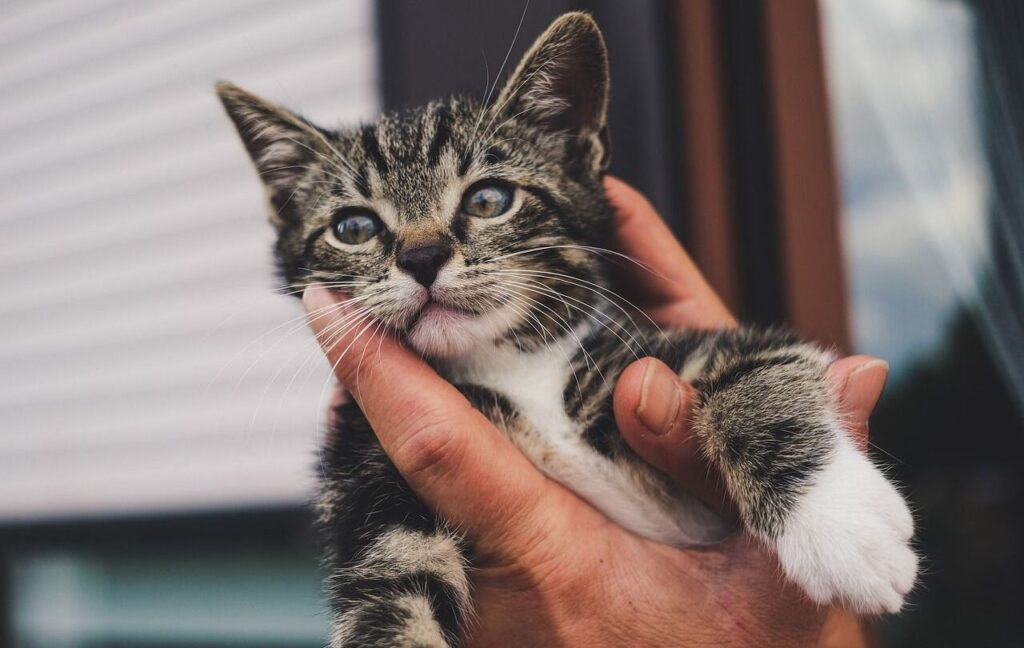 A small gray tabby kitten with black stripes and bright blue eyes being gently held in a person's hands. The kitten has white fur on its paws and chest, with soft whiskers standing out against its face. The background features a blurred view of a window and siding.