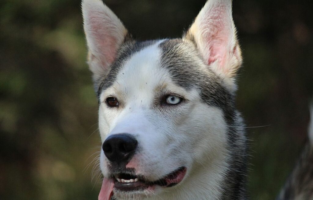 Close-up of a Siberian Husky with one blue eye and one brown eye.