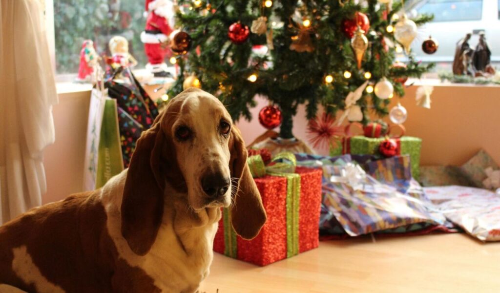 A Basset Hound sitting in front of a decorated Christmas tree.
