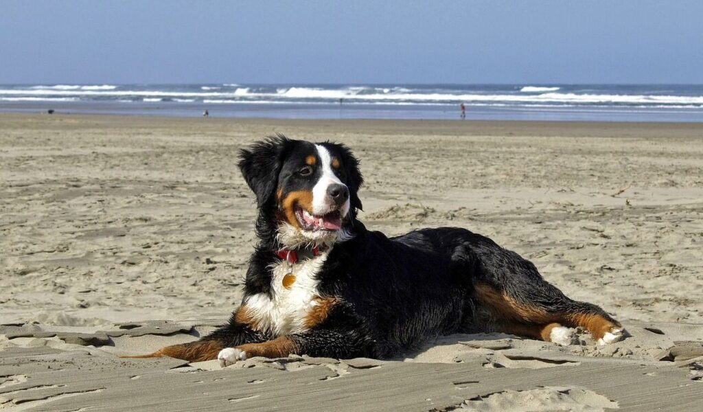 Bernese Mountain Dog on a beach.