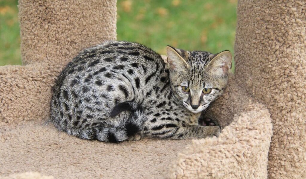 Spotted cat curled up on a carpeted perch.
