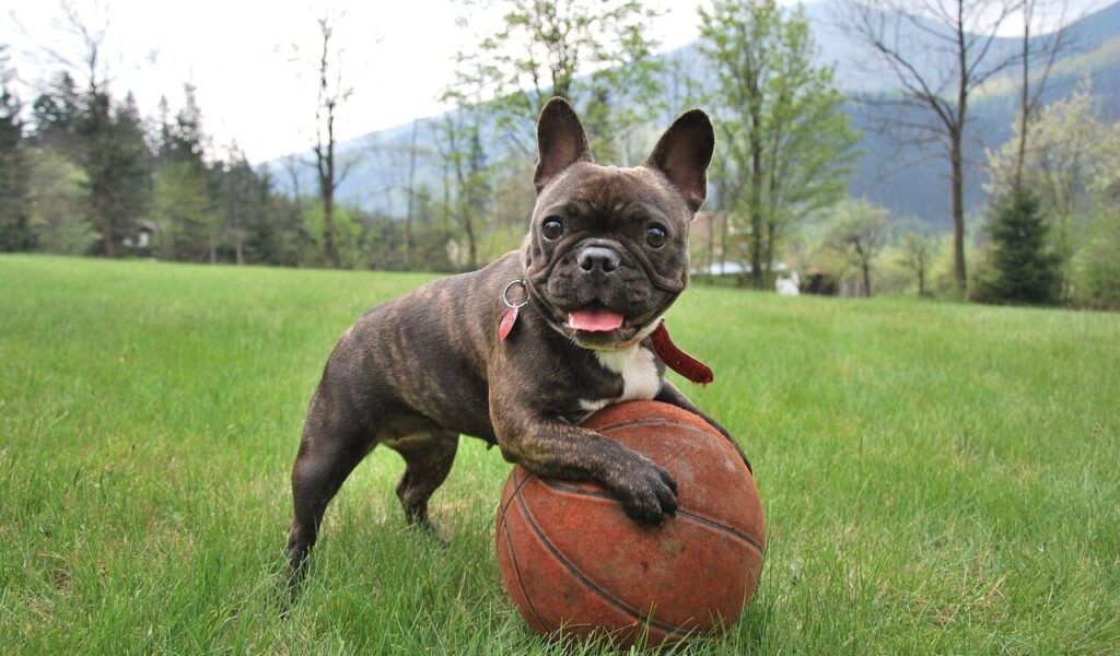 French Bulldog playing with a basketball on grass.