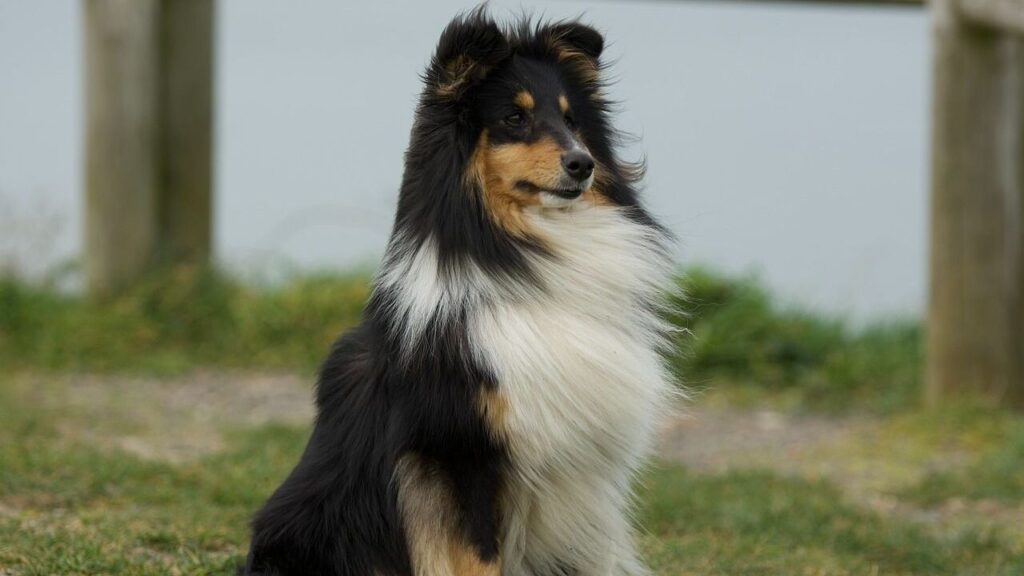 A beautiful Shetland Sheepdog with a luxurious black, white, and tan coat sitting on grassy ground. The dog looks alert and majestic, with a blurred wooden fence and soft outdoor scenery in the background.