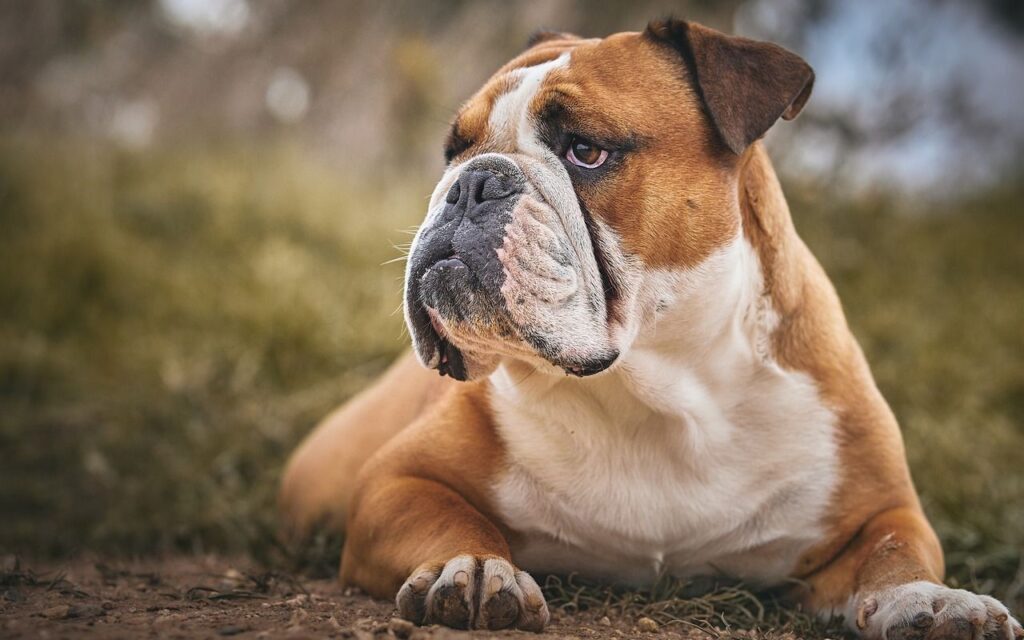 resting bulldog on grassy ground