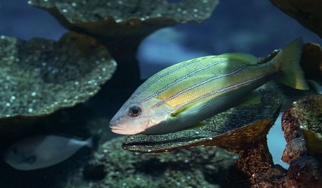 Yellow-striped fish among coral, blue-lined snapper.